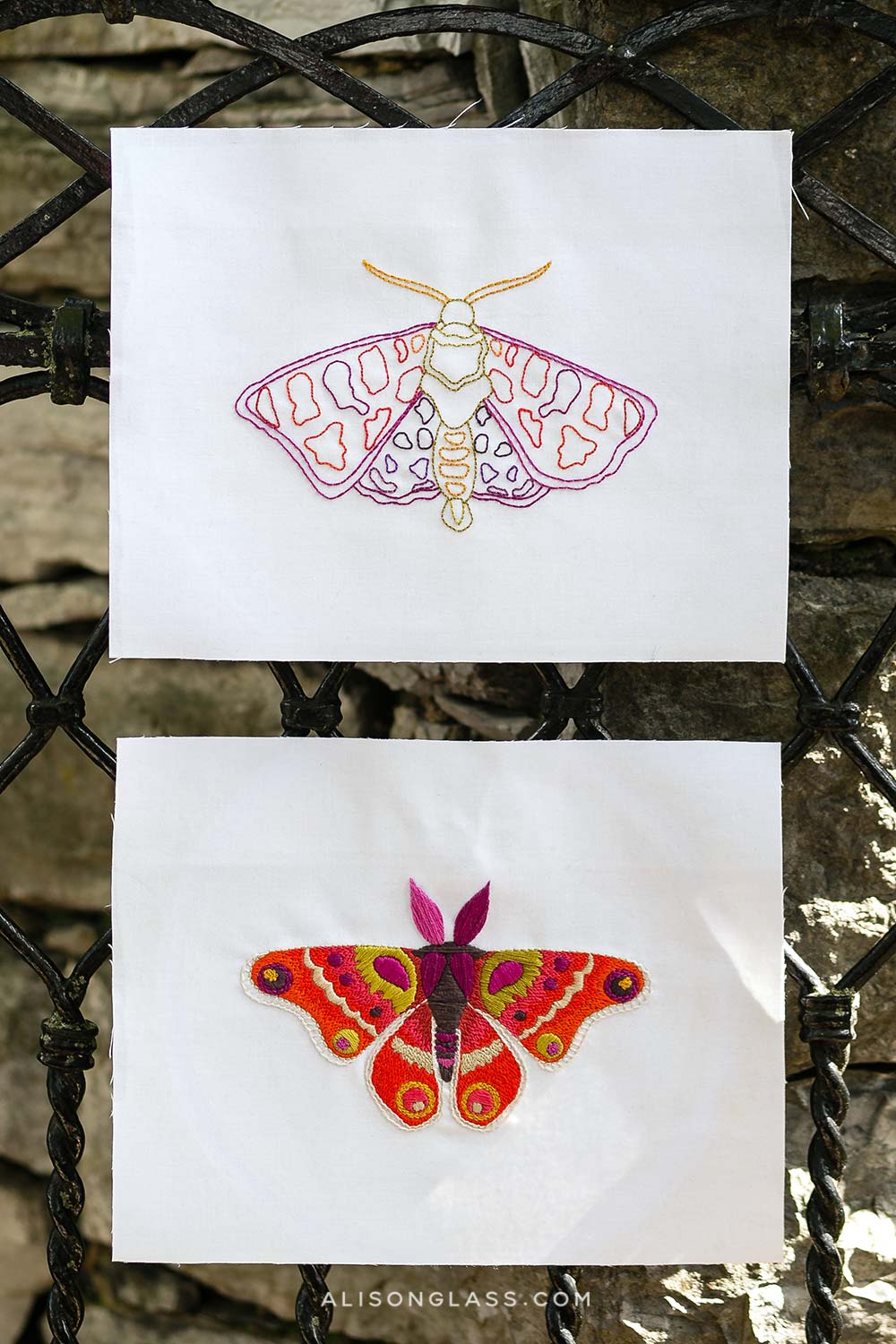 attacus two moths