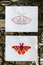 attacus two moths